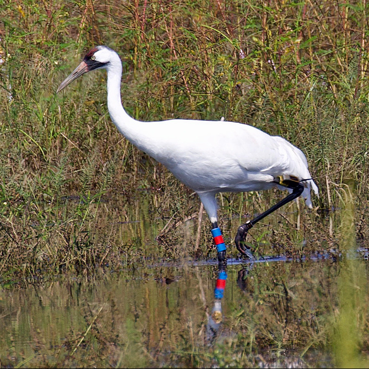 Birds Of Arkansas - 428 Species