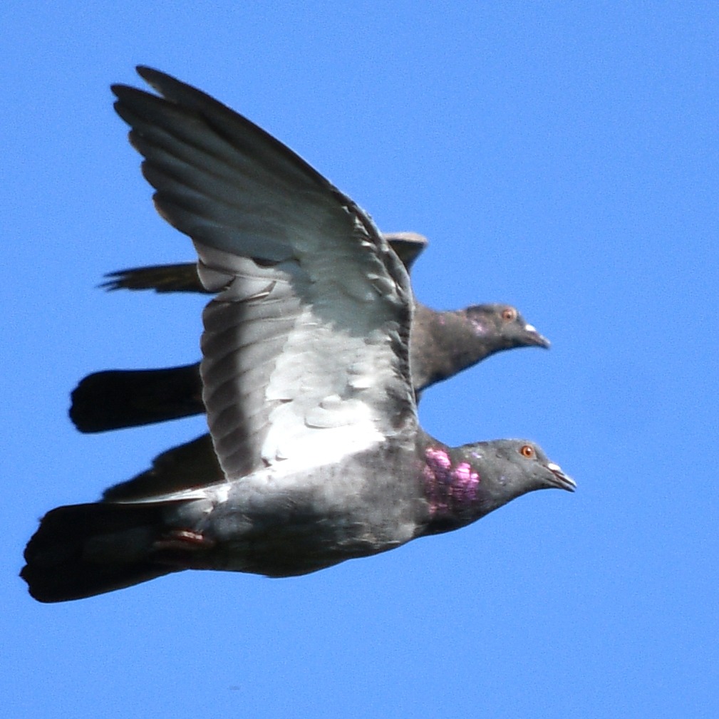 Birds of Arkansas - 428 species