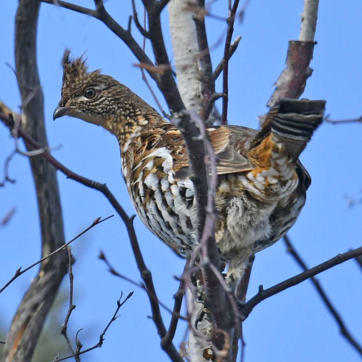 Birds of Arkansas - 428 species