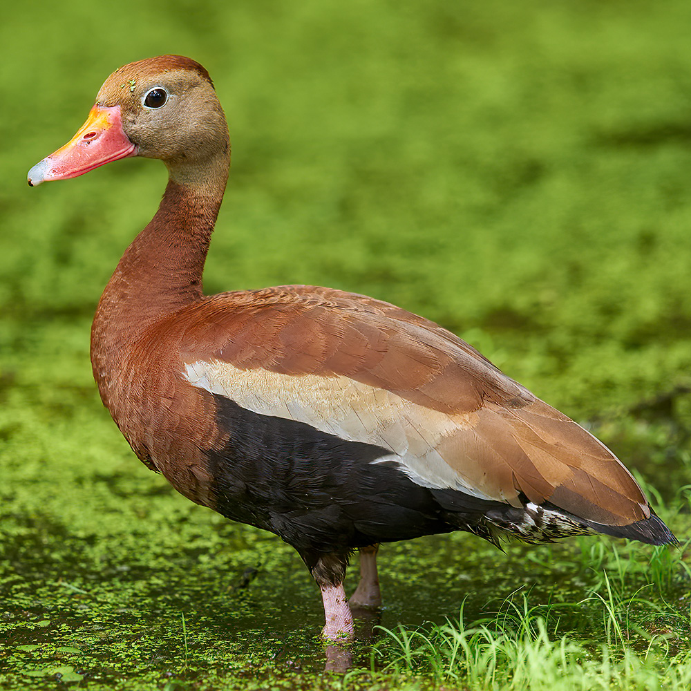 Birds of Arkansas - 428 species