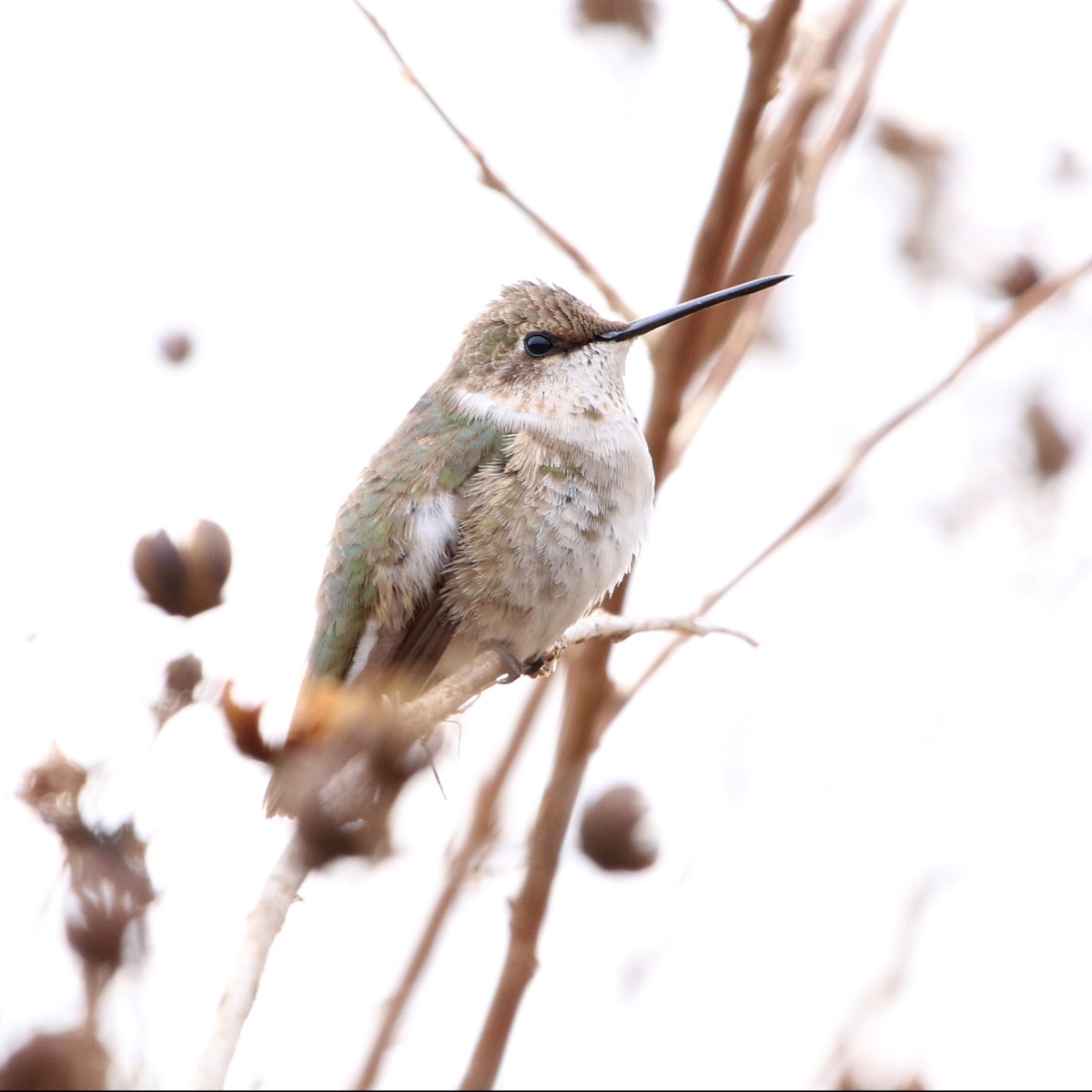 Birds of Arkansas - 428 species