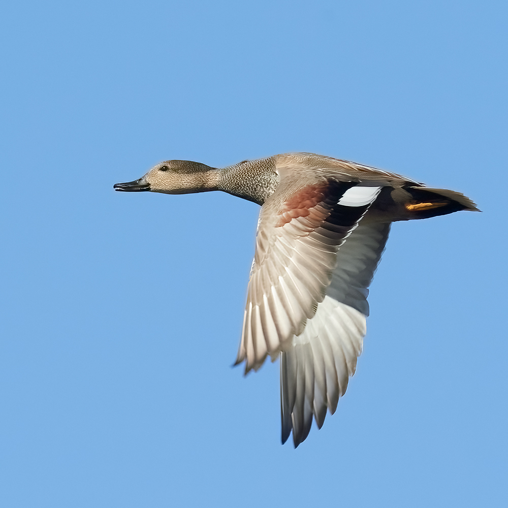 Birds of Arkansas - 428 species