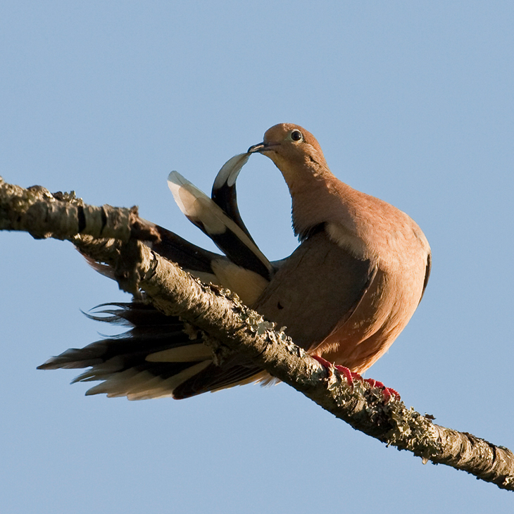 Arkansas Rapping Bird Birds of Arkansas - 428 species