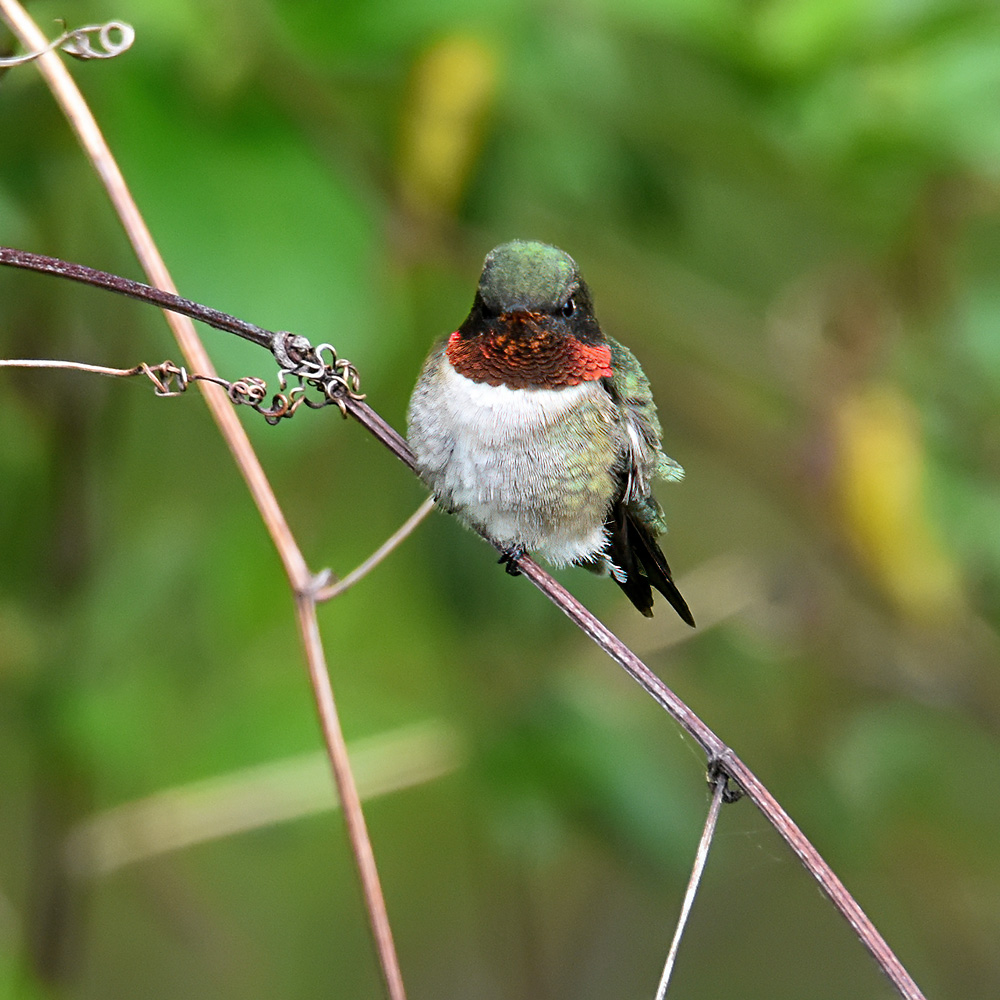 Birds of Arkansas - 428 species