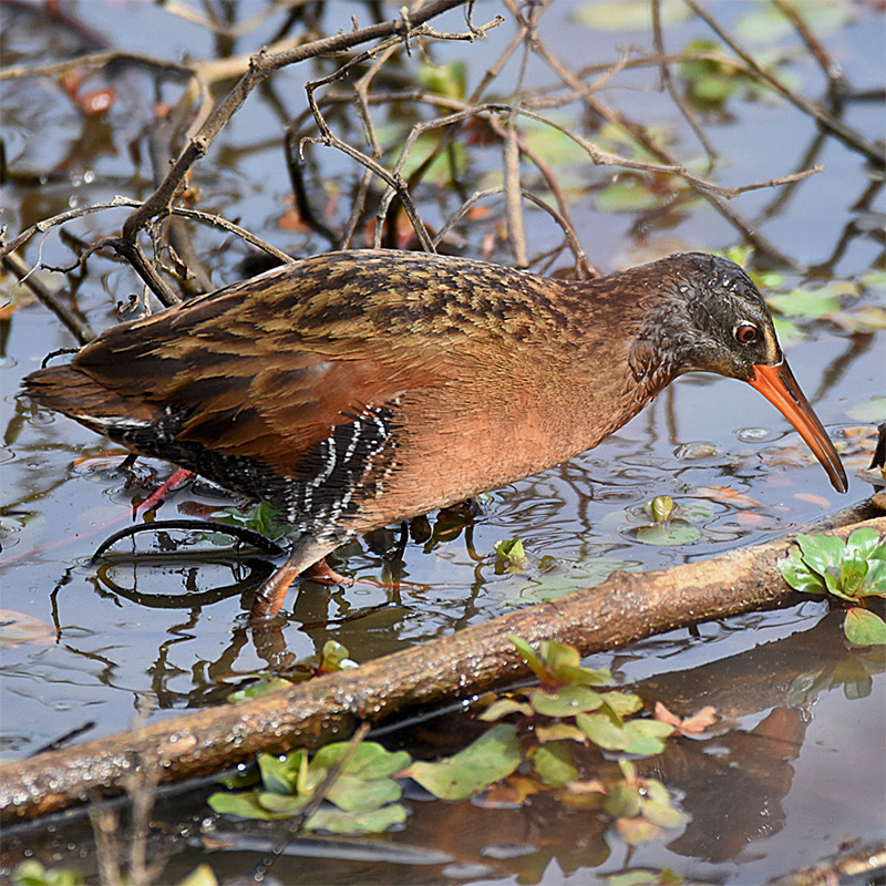 Birds of Arkansas - 428 species