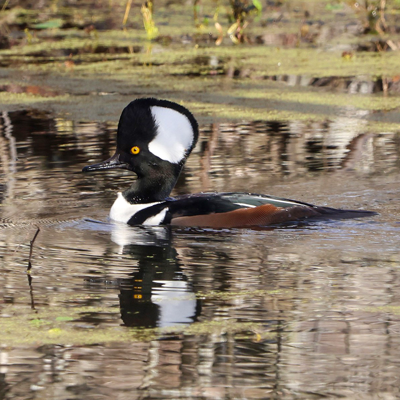 Birds of Arkansas - 428 species