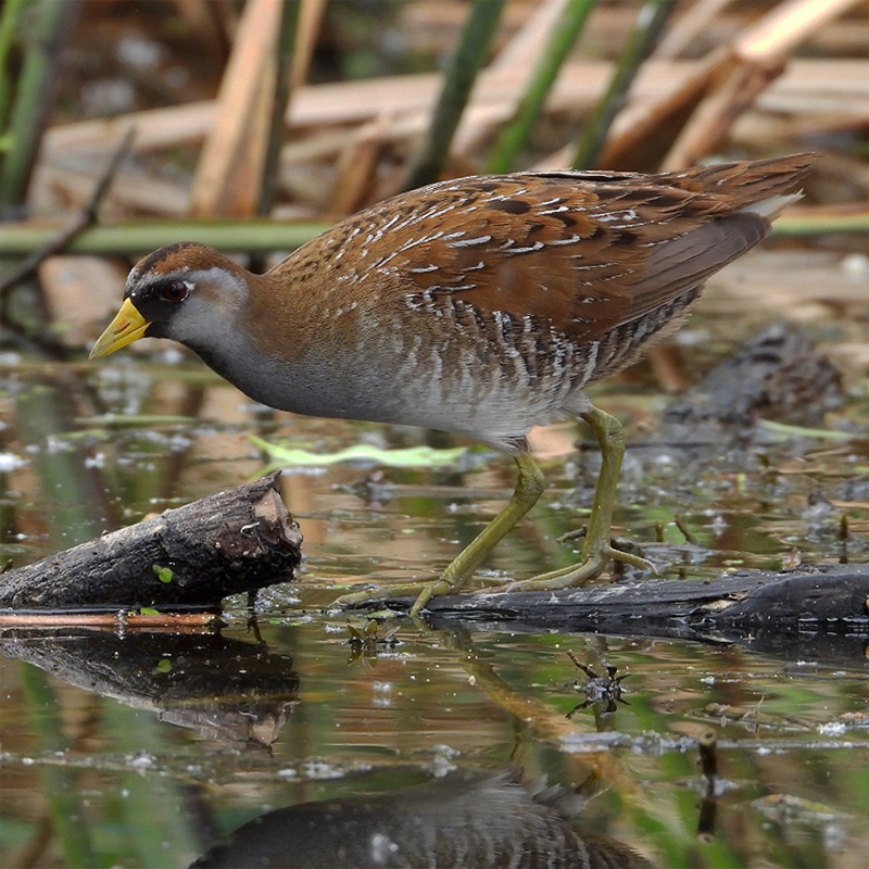 Birds of Arkansas - 428 species