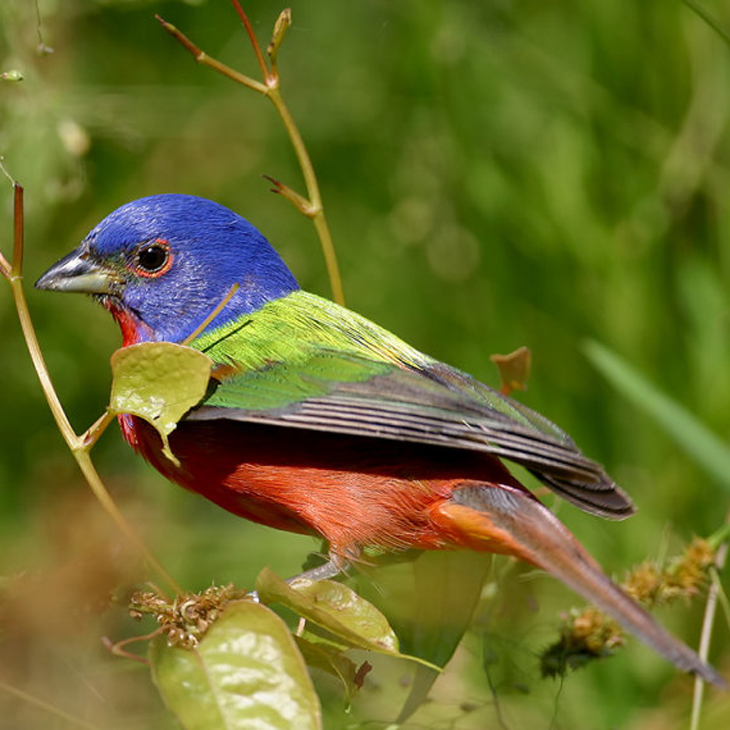 Arkansas Audubon Society