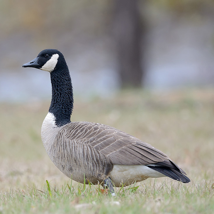 Birds Of Arkansas - 428 Species