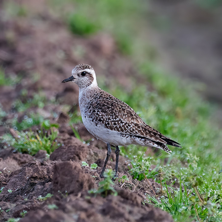 Birds of Arkansas - 428 species