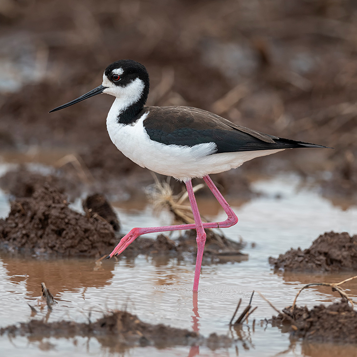 Birds of Arkansas - 428 species